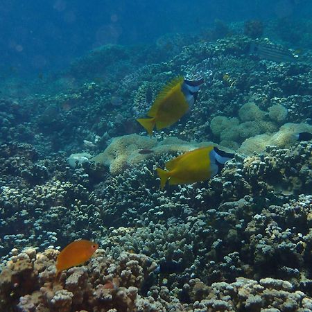 Tirta Bali Homestay Pemuteran Zewnętrze zdjęcie